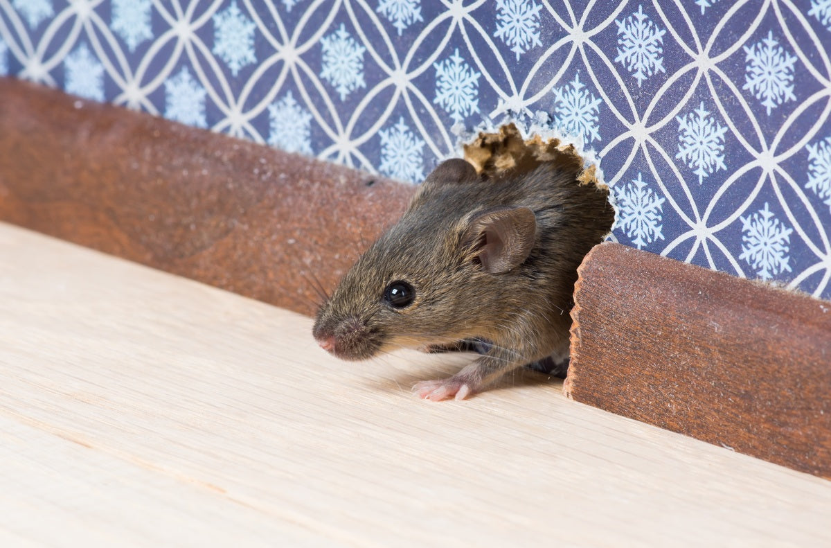 3 Ways Pest Control Can Impact Property Value