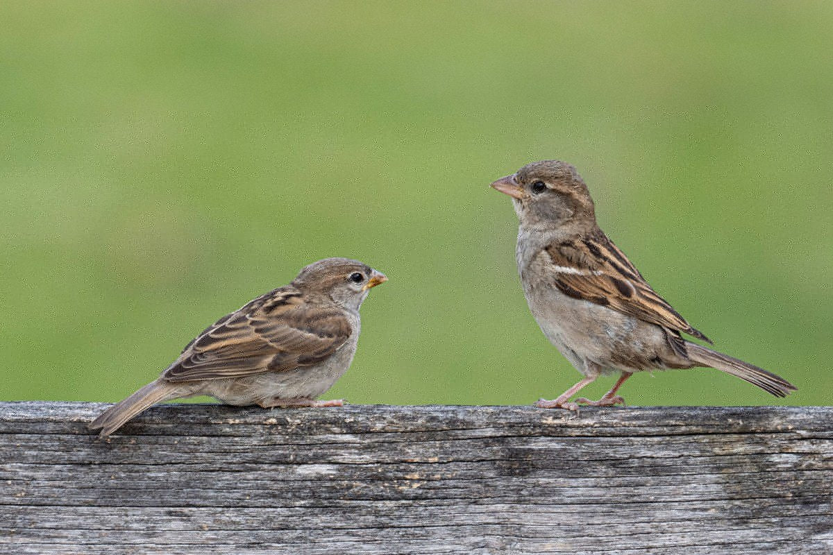 4 Common Places Birds Will Nest In or On Your House