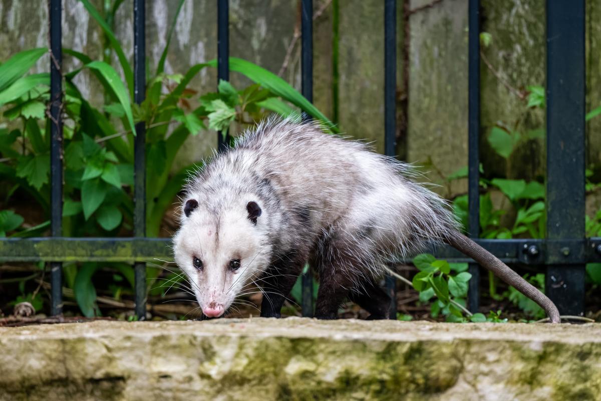 http://www.critterguard.org/cdn/shop/articles/4-common-signs-of-an-opossum-infestation-in-your-house.jpg?v=1654697837