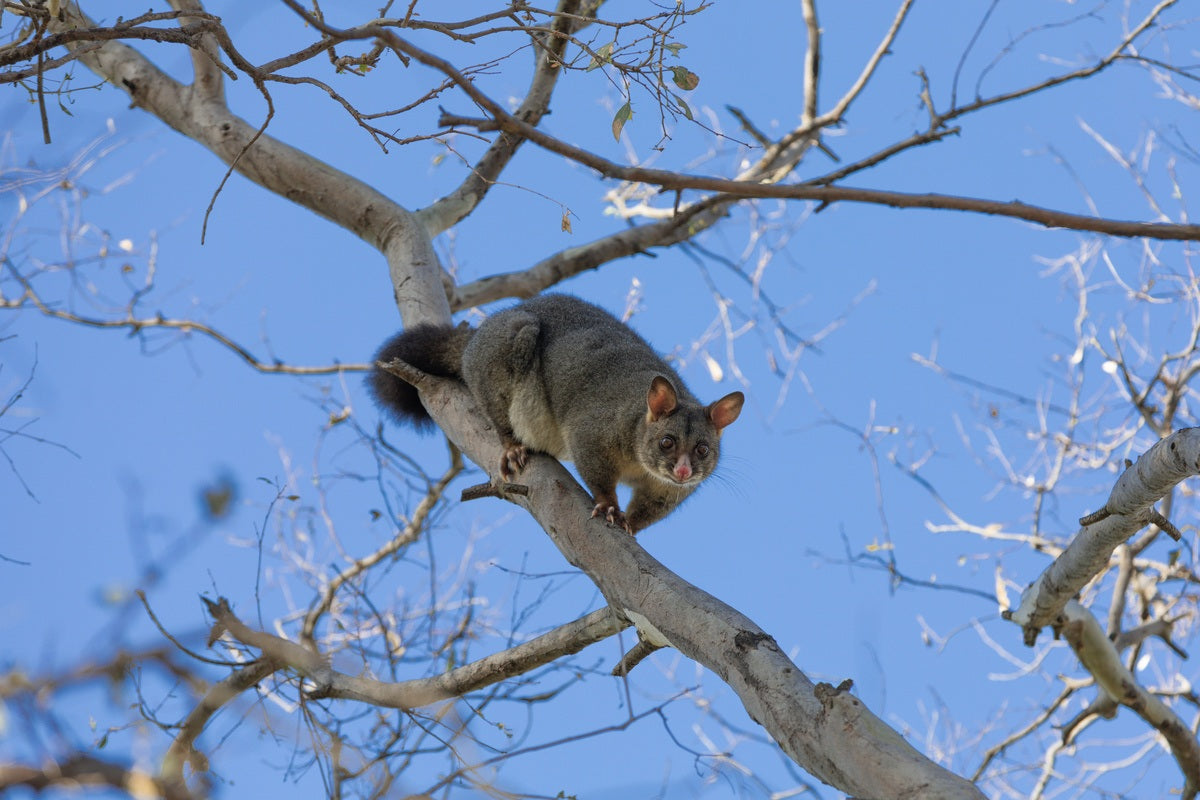 4 Dangerous Diseases Spread by Possums