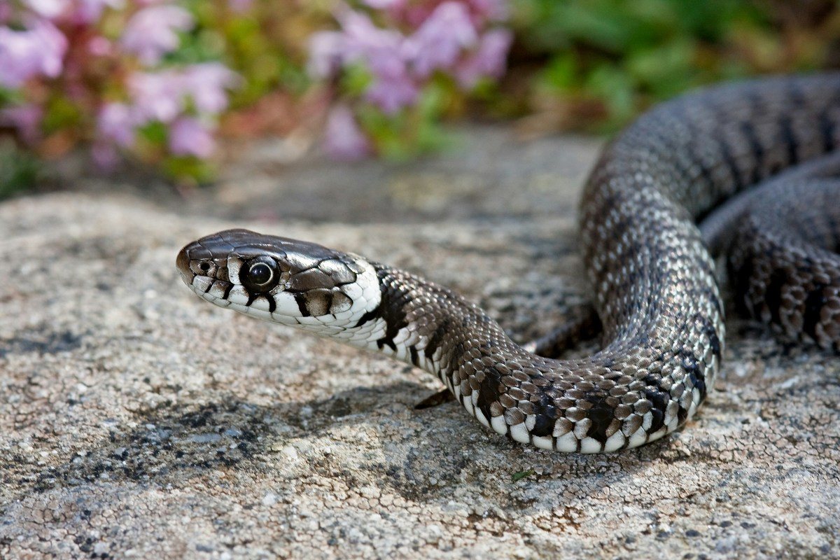 4 Issues Snakes in the Home Can Cause