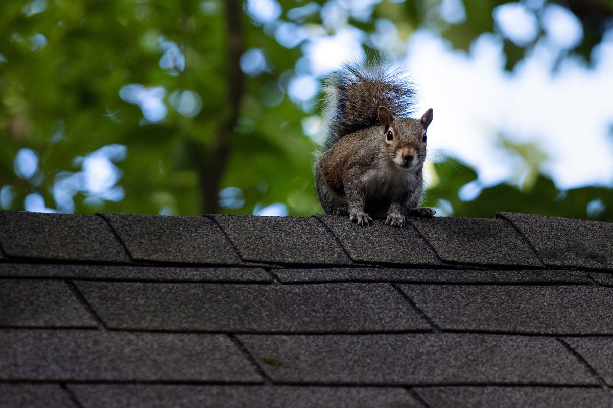 5 Common Places Squirrels Nest In and Around Homes