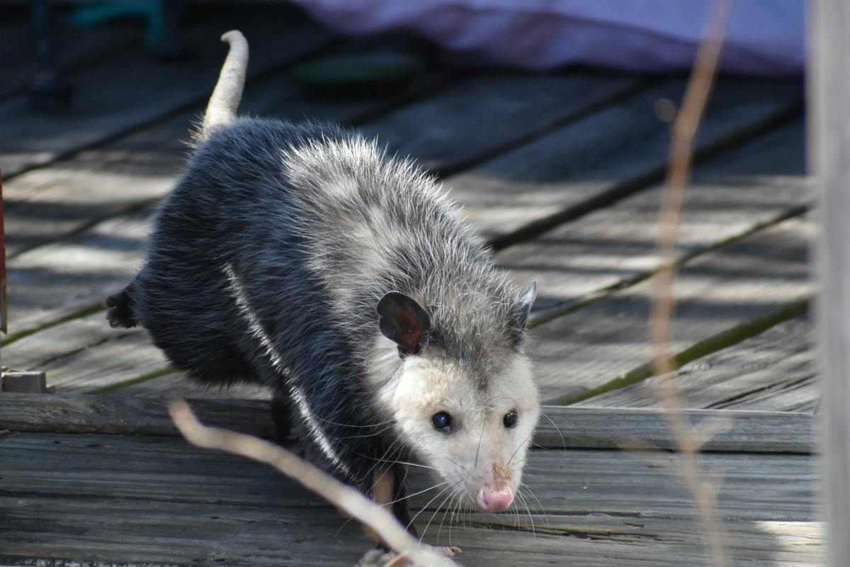 5 Tips to Keep Opossums Away from Your Home