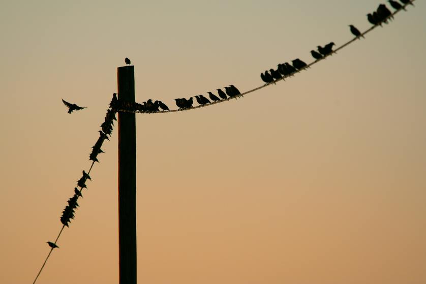 5 Ways Birds Can Disrupt Your Power Supply