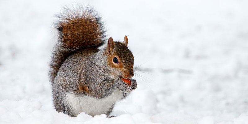 squirrel in snow