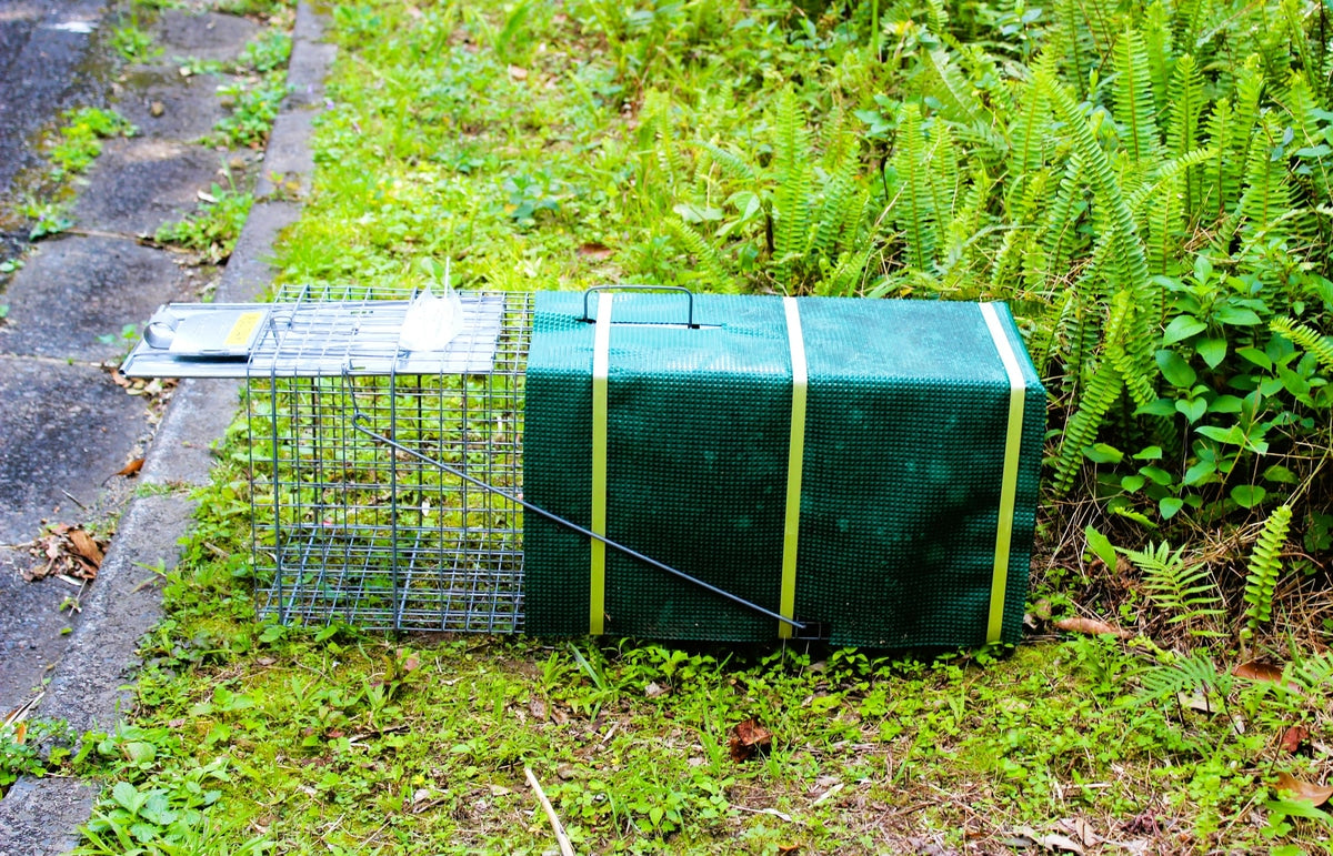 Eco-Friendly Pest Control: Balancing Wildlife Management with Environmental Responsibility