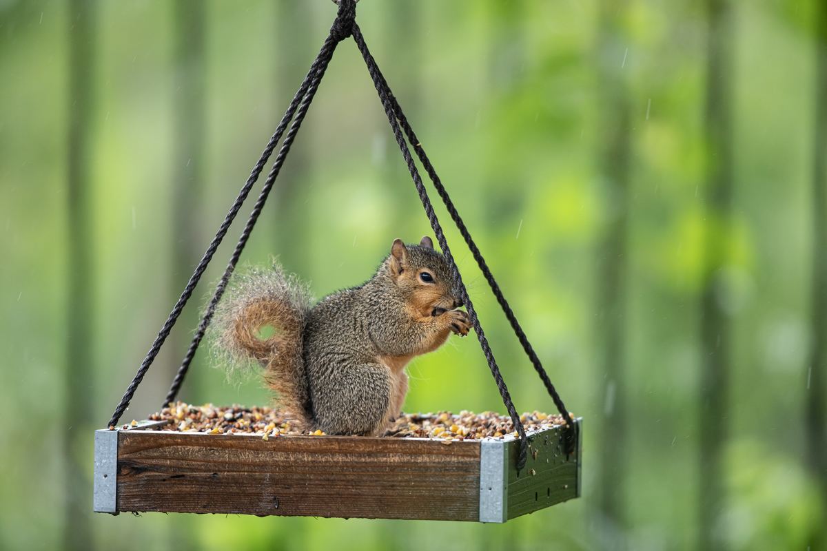 Effective Ways to Feed Squirrels Without Turning Them Into a Nuisance