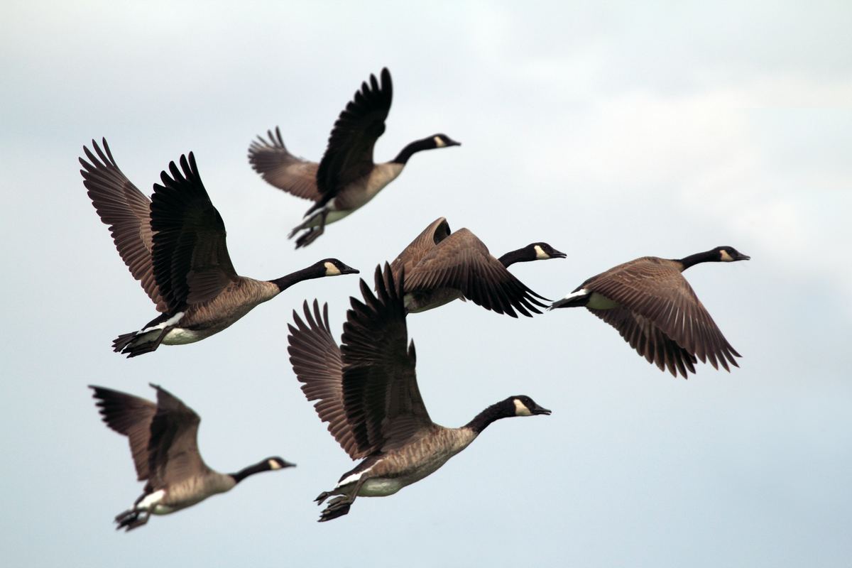How to Keep Geese and Ducks Away from Your Property