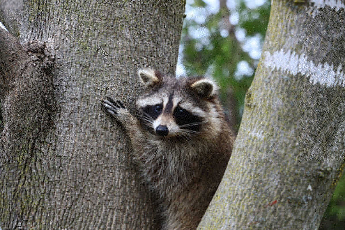 Raccoon Invasion: Don't Let These Crafty Critters Sneak Into Your Home