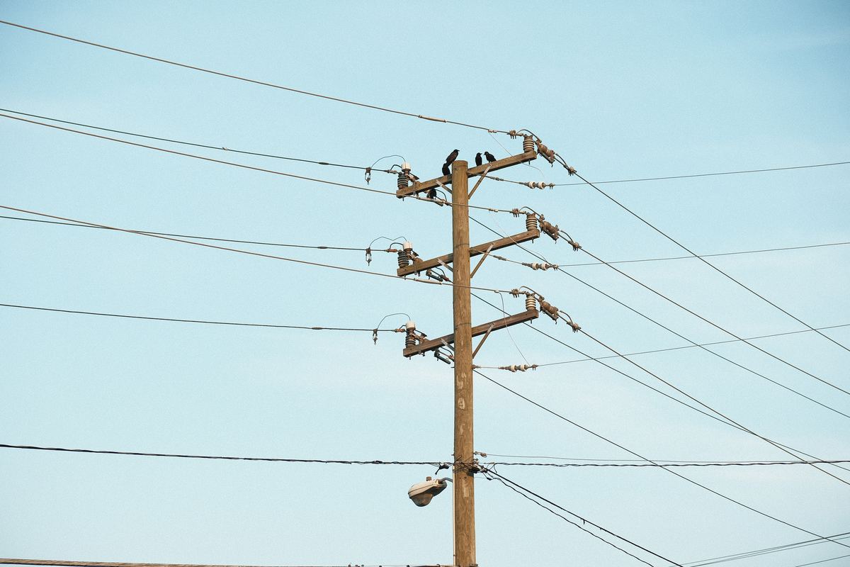 The Link Between Utility Pole Maintenance and Wildlife Deterrence