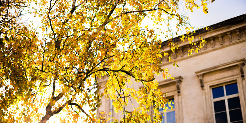 tree with yellow leaves next to building