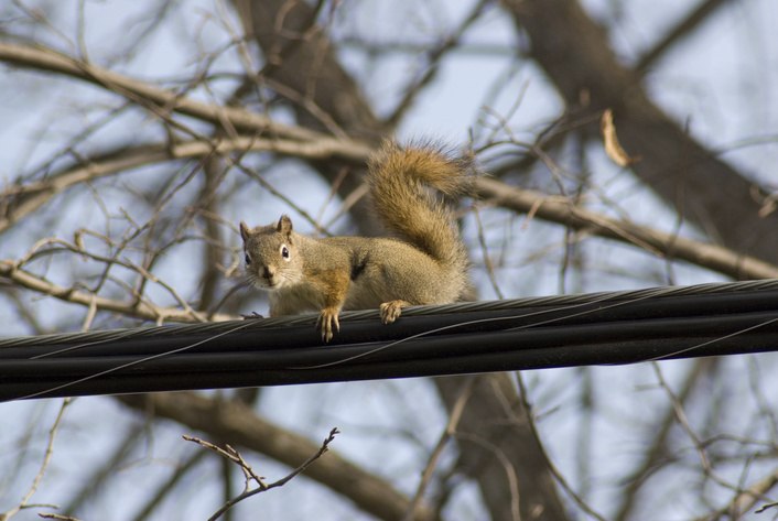 squirrel on unguarded power line