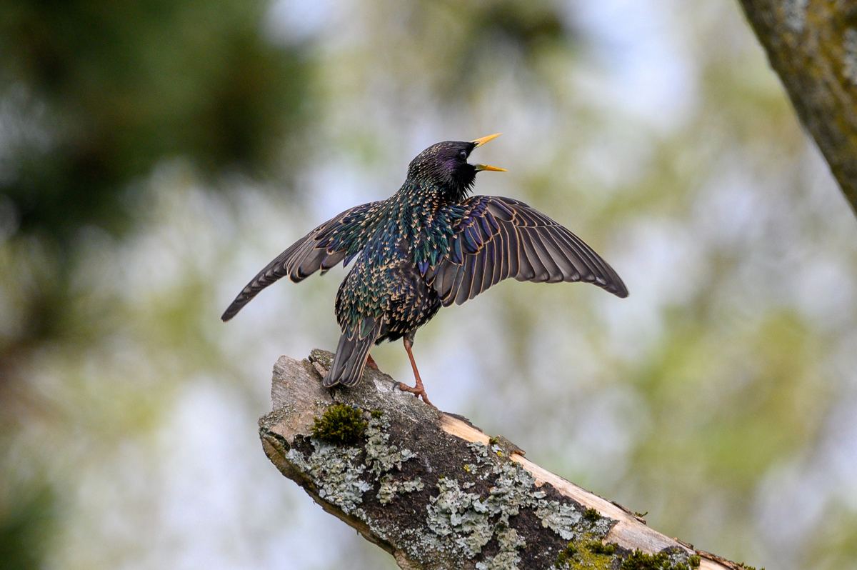 3 Common Nuisance Birds