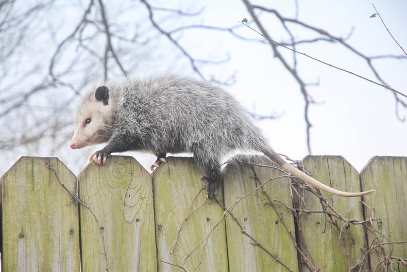 3 Dangerous Diseases Spread by Opossums