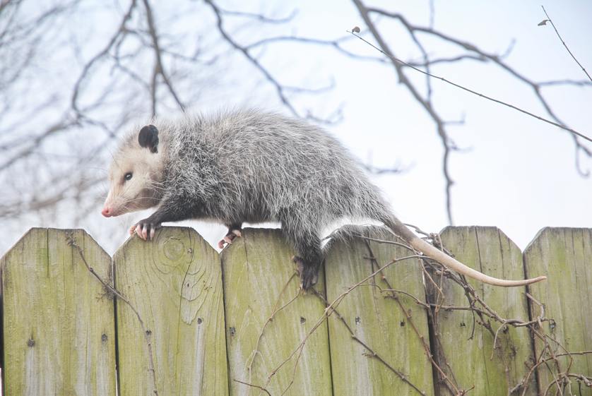 5 Dangerous Diseases Spread by Opossums