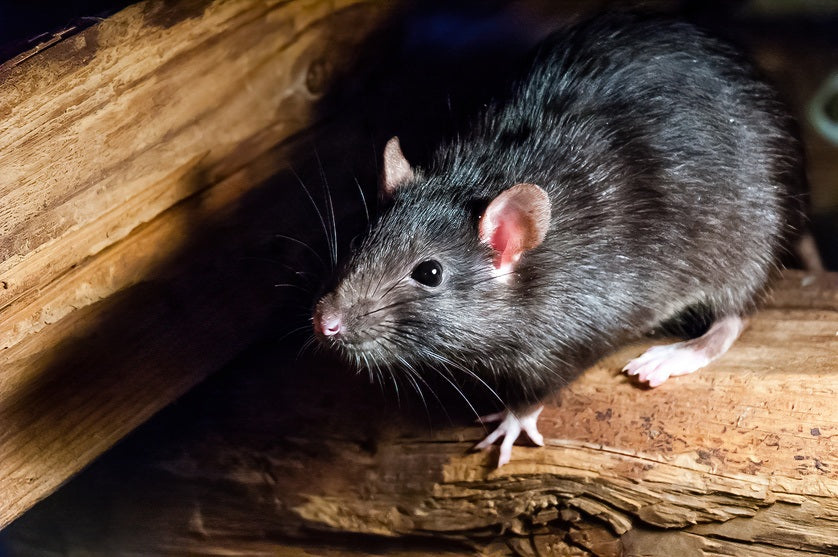 3 Dangers of Roof Rats