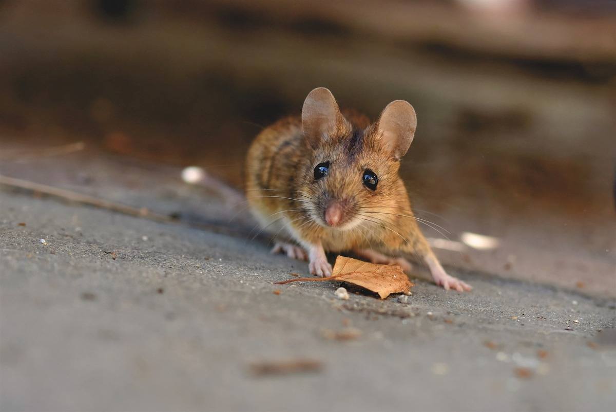 3 Things that Attract Rodents to Your Home