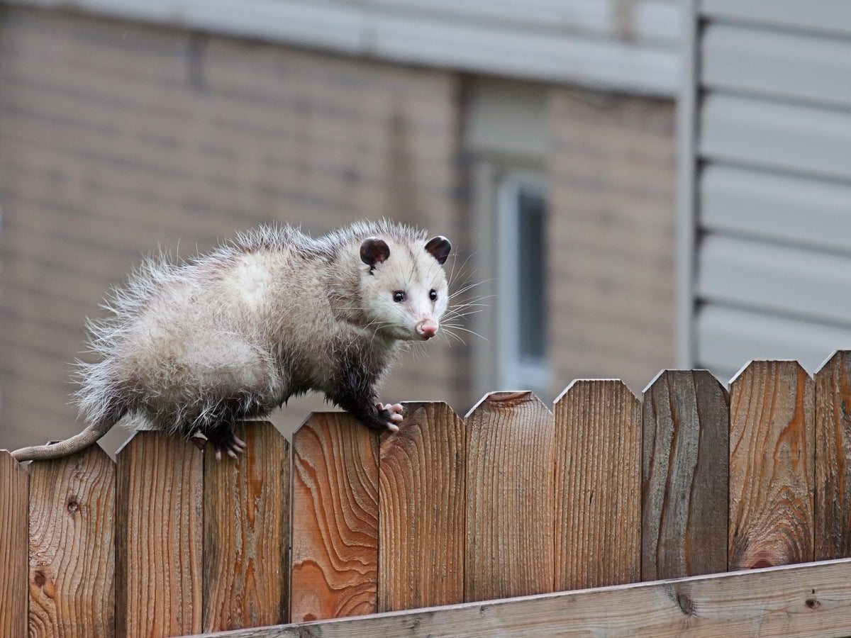 3 Ways Opossums Can Damage Your Property