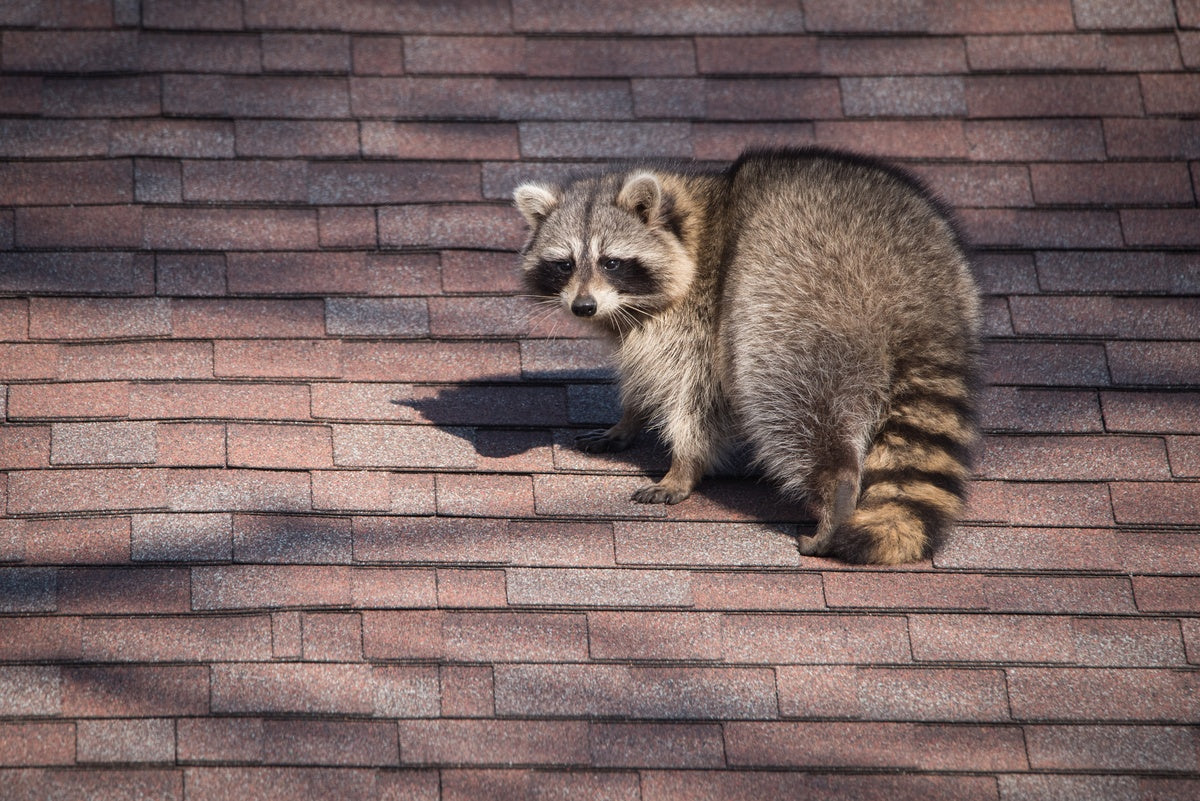 3 Ways Raccoons Can Damage Your Property