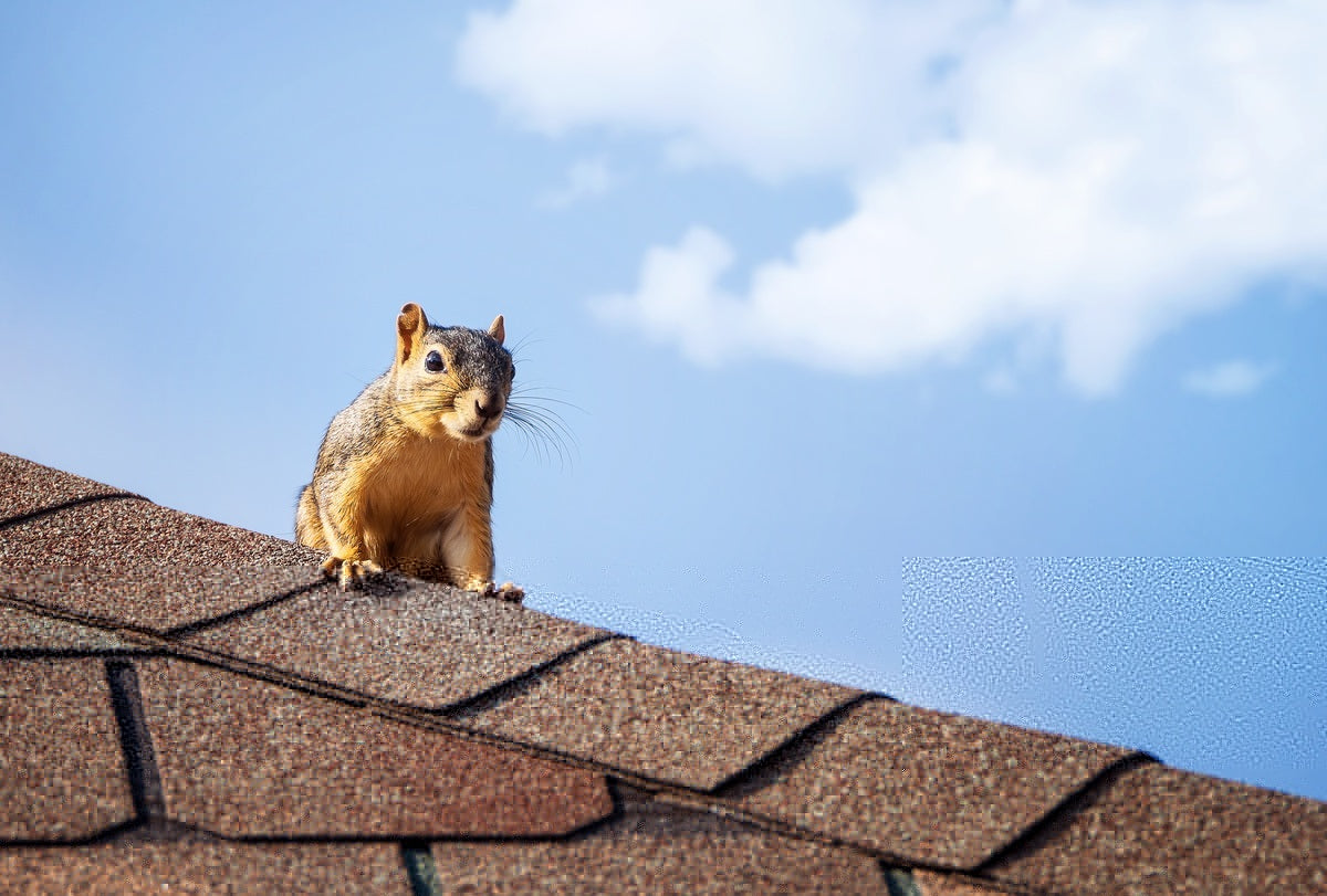 3 Ways Squirrels Get On Your Roof
