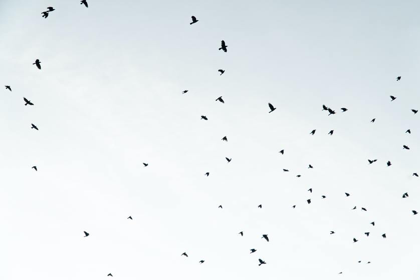 3 Ways to Keep Birds Away from Your Business
