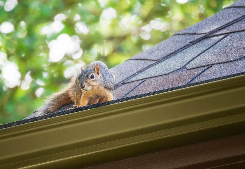 3 Ways to Keep Critters Off Your Roof This Spring