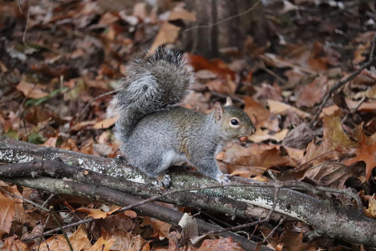 4 Autumn Pest Control Tips