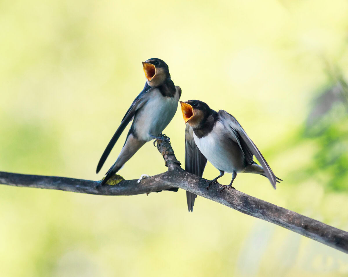 swallows on tree branch