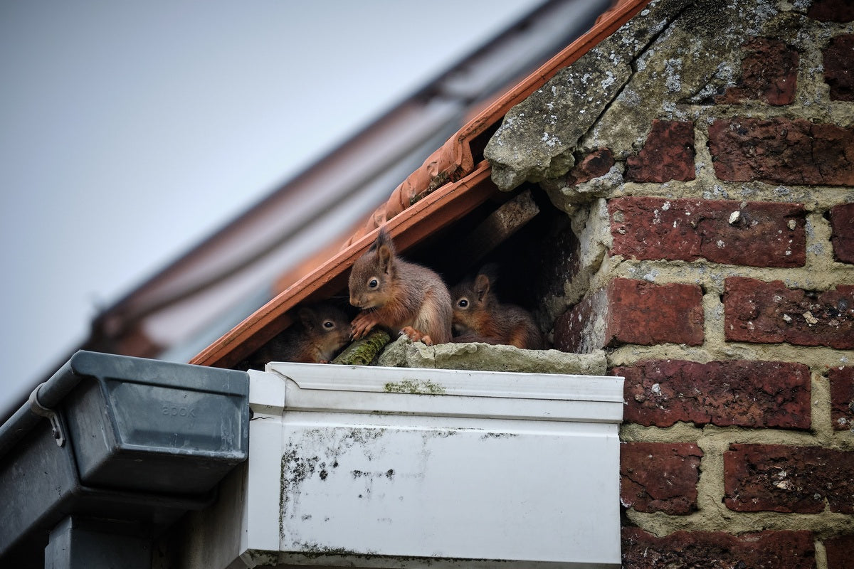 4 Common Property Damages Caused by Wildlife