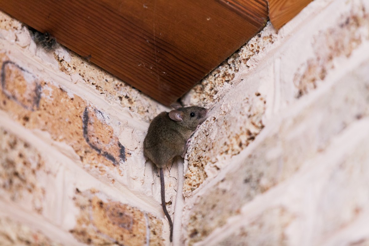 4 Common Types of Mice You Might See Around Your Property