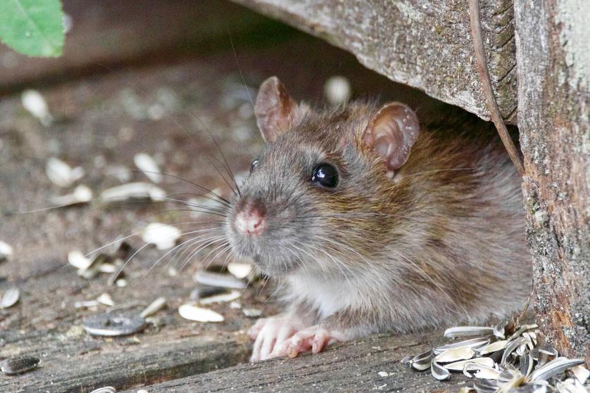 4 Dangerous Diseases Spread by Rodents