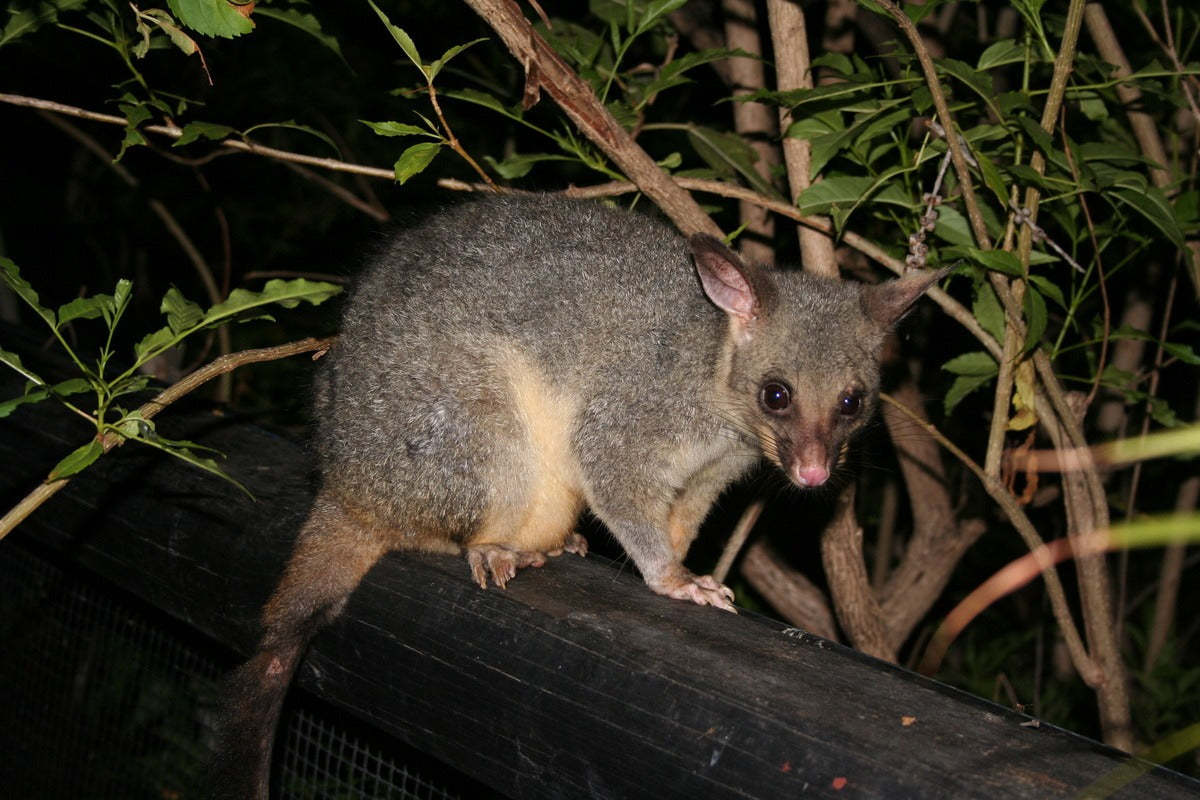 4 Issues Possums in the Home Can Cause