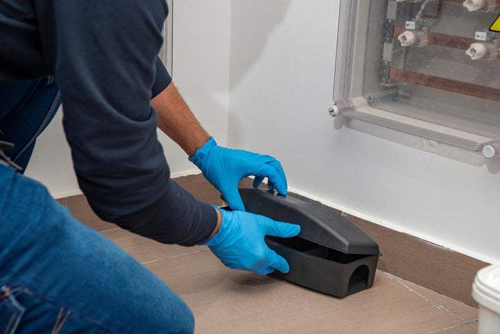 4 Most Common DIY Pest Control Mistakes