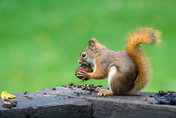 squirrel chewing on acorn on deck