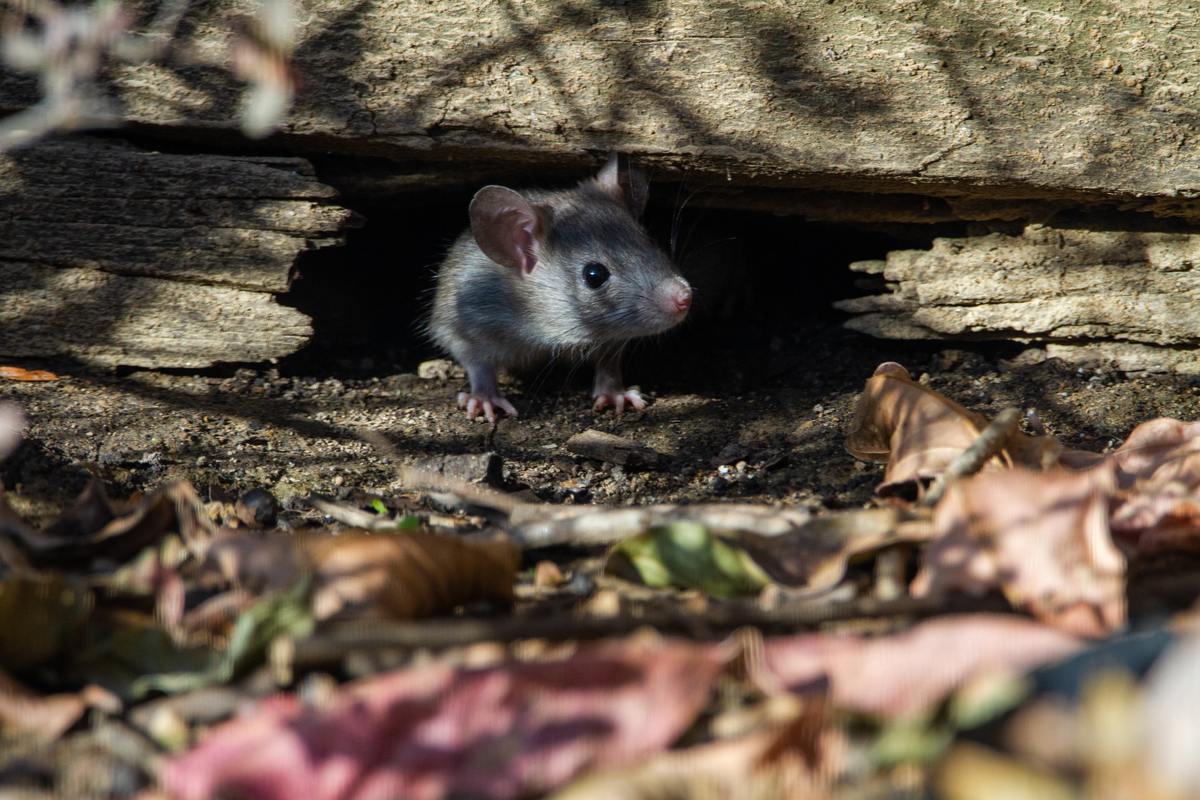 4 Signs of a Roof Rat Infestation