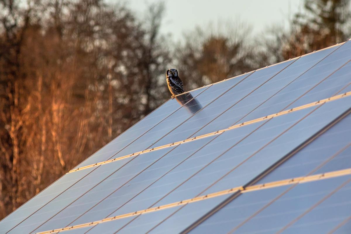 4 Ways Birds Can Damage Your Solar Panel Investment