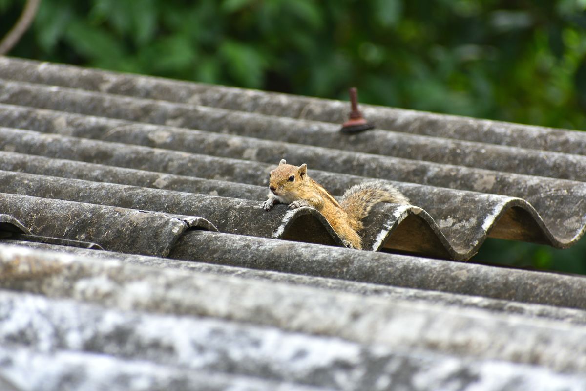 4 Ways Pests Can Damage Your Roof
