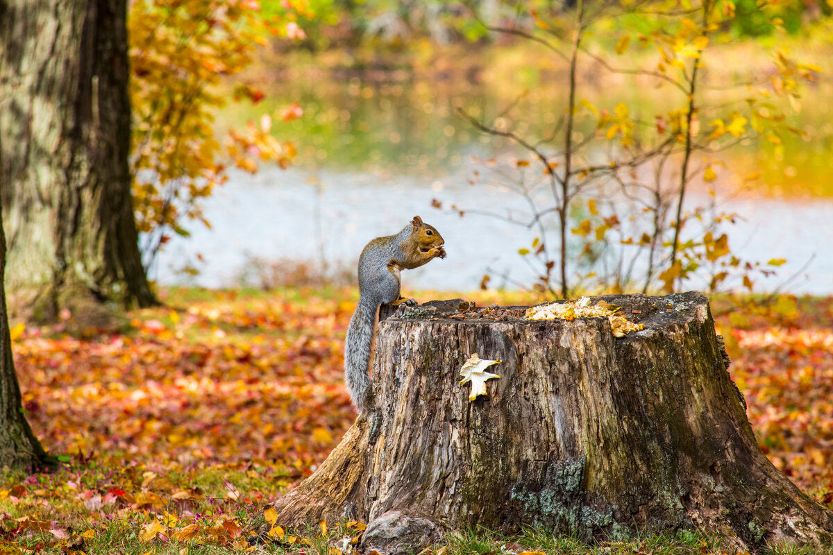 squirrel on tree stump in fall