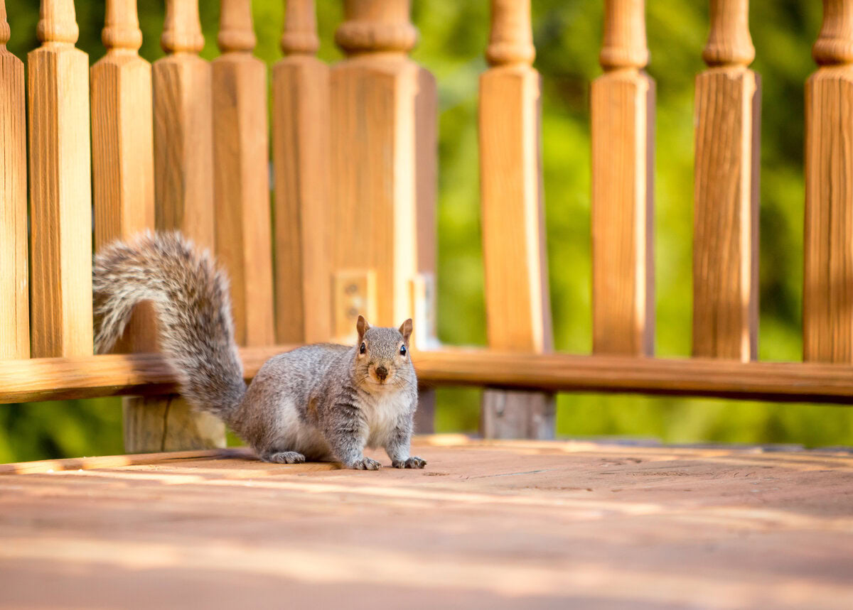 squirrel on house deck