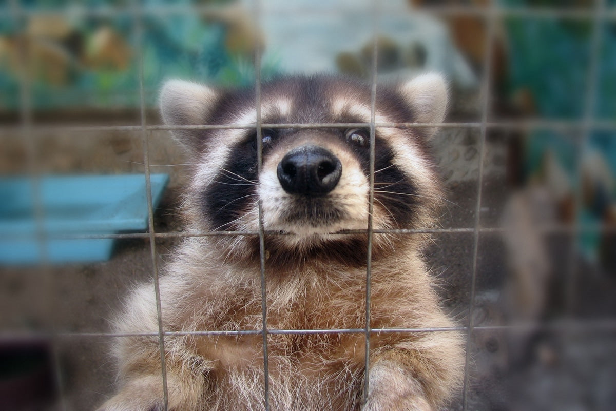 5 Common Wildlife Removal Myths
