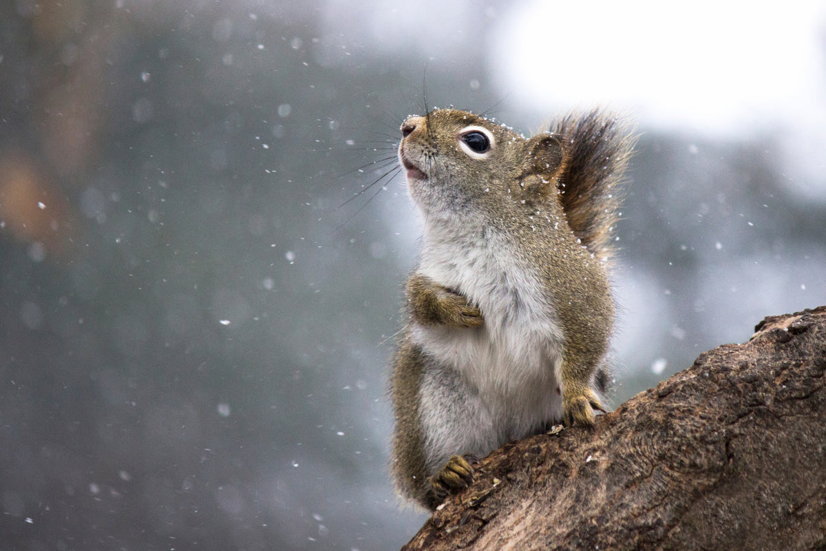 5 Common Winter Wildlife Myths Debunked