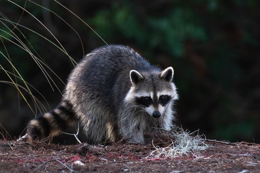 racoon in yard