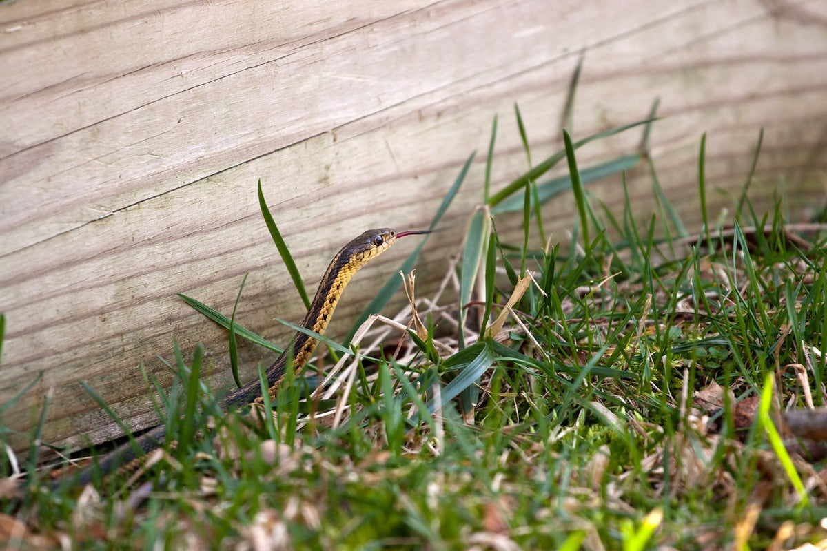 5 Essential Tips to Protect Your Home from Snakes During Stormy Weather