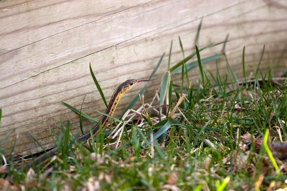 Picture Idea: 5 Essential Tips To Protect Your Home From Snakes During