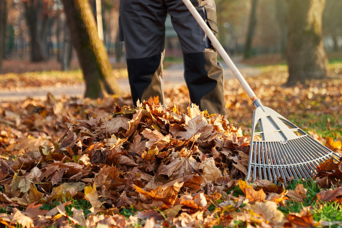 homeowner raking leaves