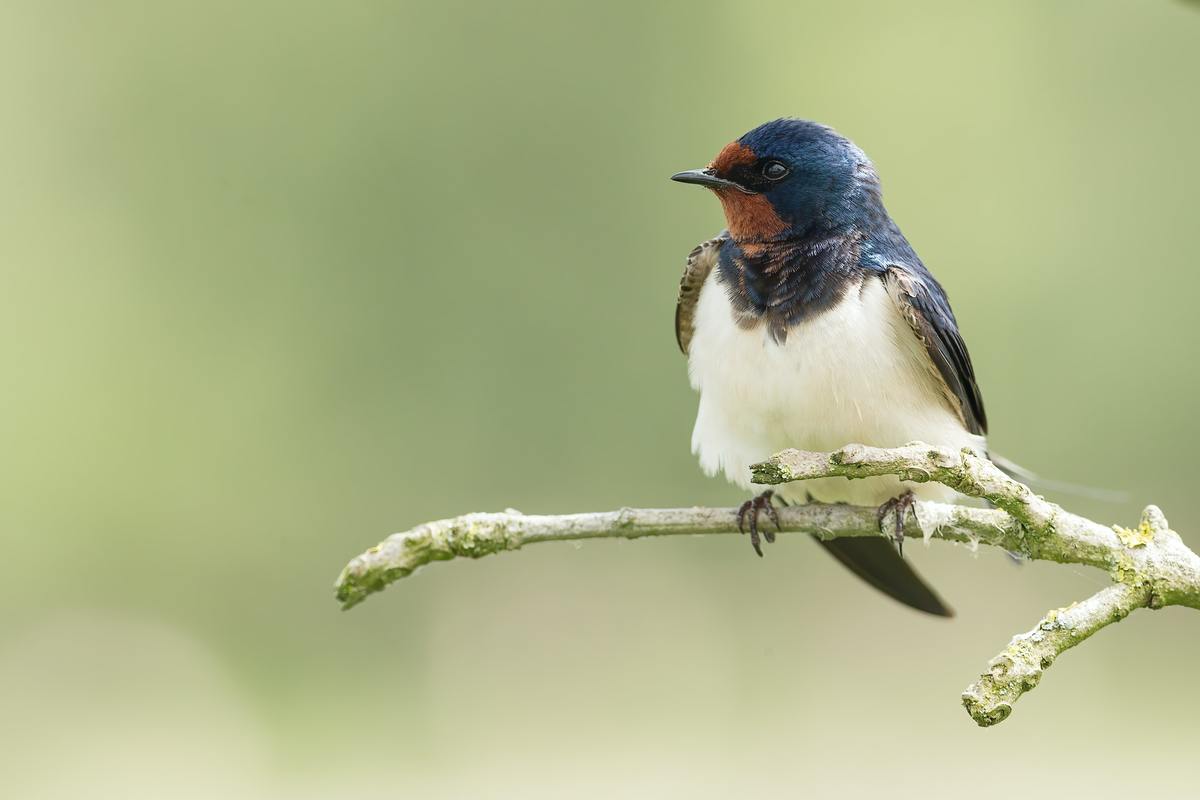 5 Infectious Diseases Spread by Birds