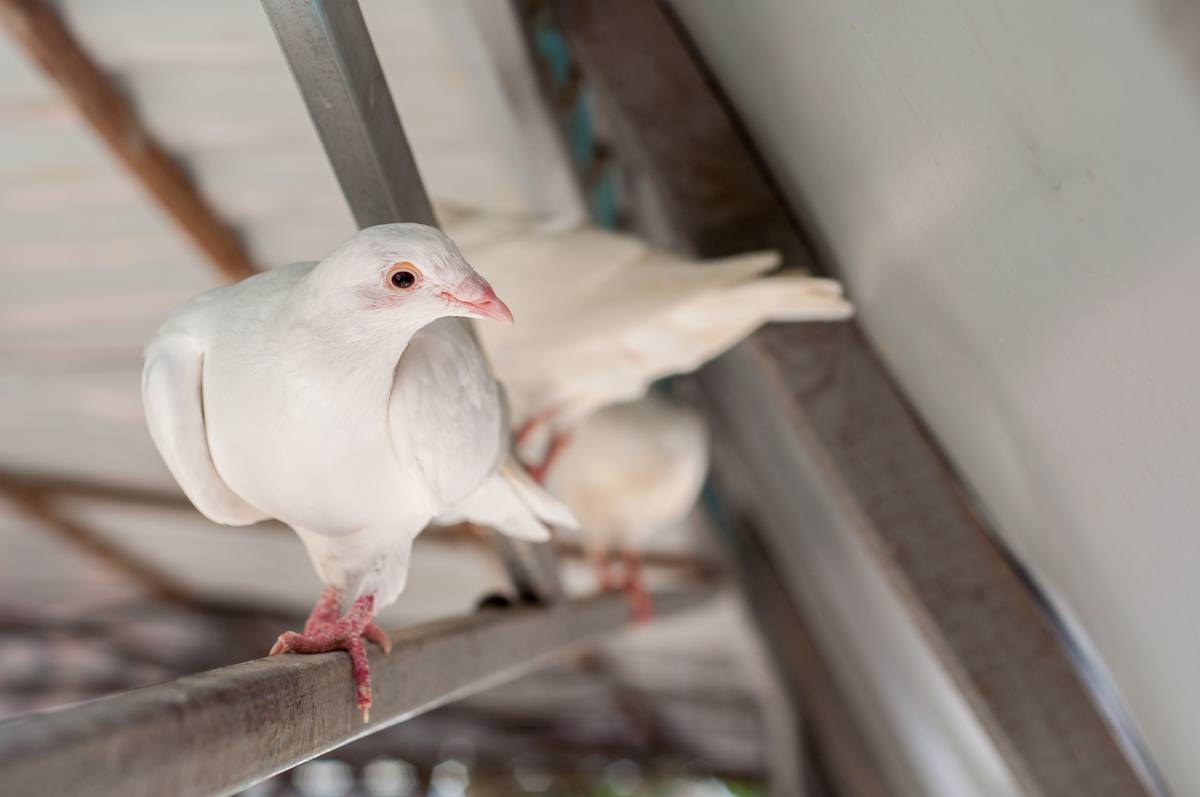 Birds In Attic: Four Main Steps To Removal 5 Signs You May Be Hosting Birds in Your Attic