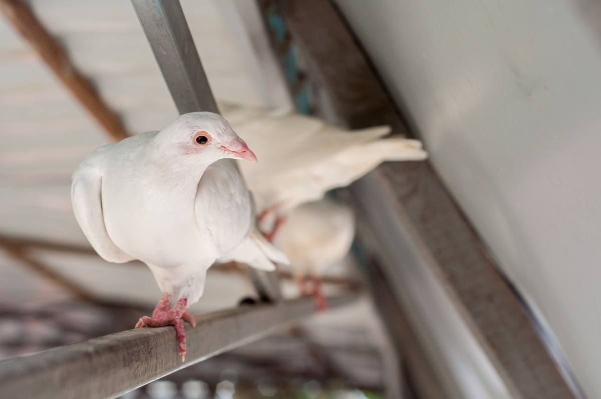 5 Signs You May Be Hosting Birds in Your Attic
