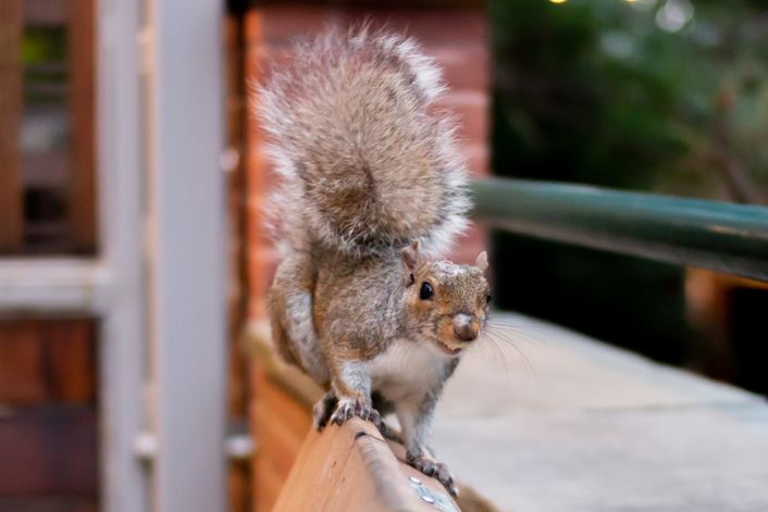 squirrel on deck
