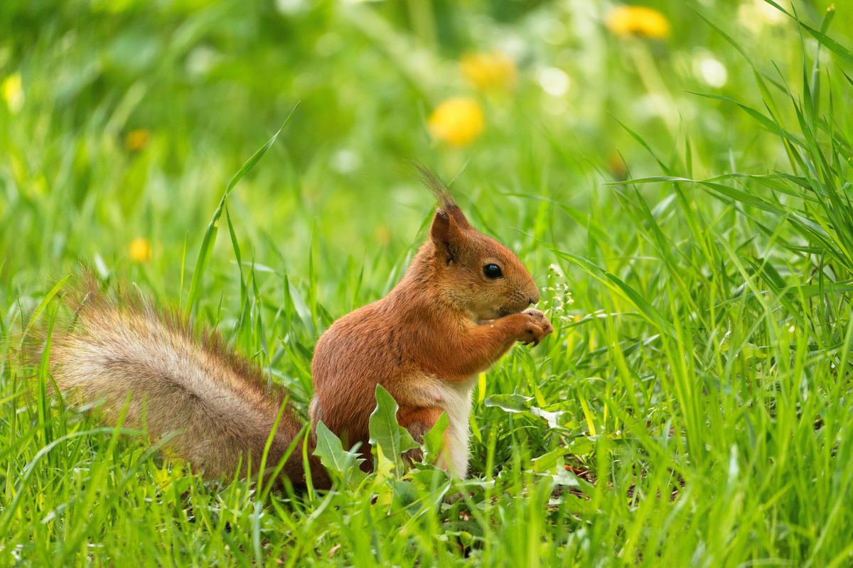 5 Spring Pest Control Tips